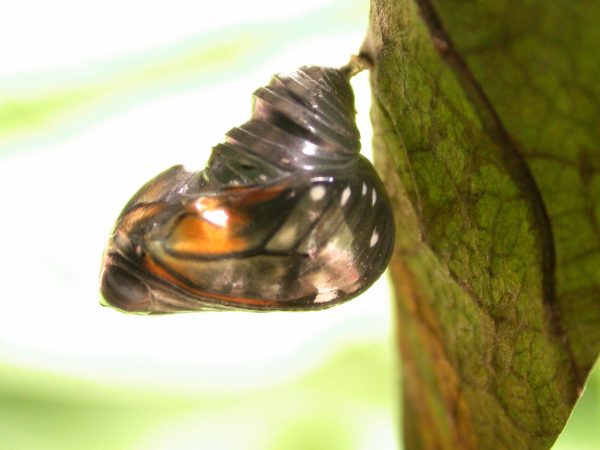 Godyris panthyale pupa, KRW-23