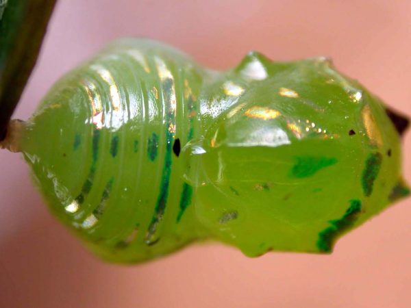 Godyris panthyale pupa dorsal, KRW-289