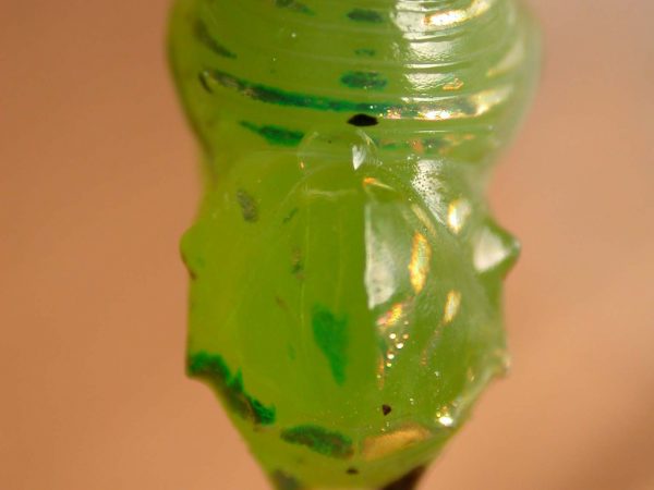 Godyris panthyale pupa dorsal, KRW-289