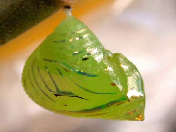 Godyris panthyale pupa lateral, KRW-289