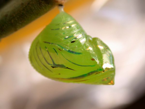 Godyris panthyale pupa lateral, KRW-289