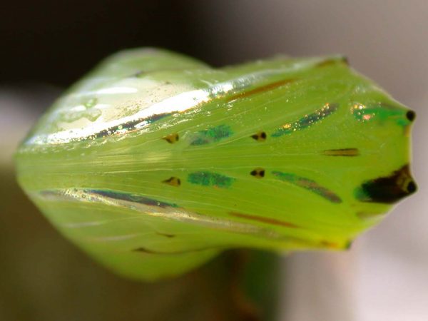 Godyris panthyale pupa ventral, KRW-289