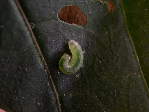 Godyris sp. 3rd instar, KRW-143