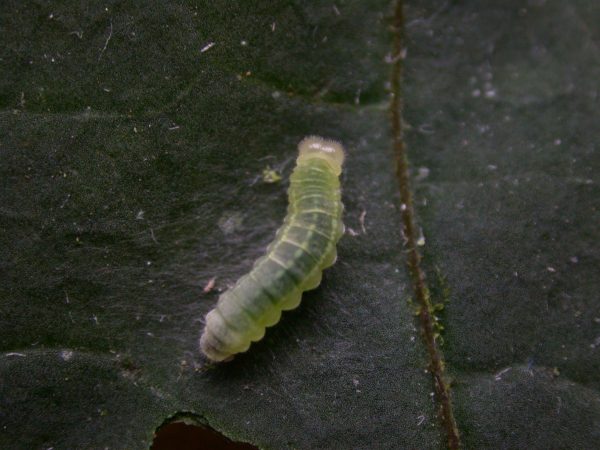Godyris sp. 3rd instar, KRW-143