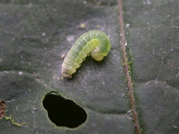 Godyris sp. 3rd instar, KRW-143
