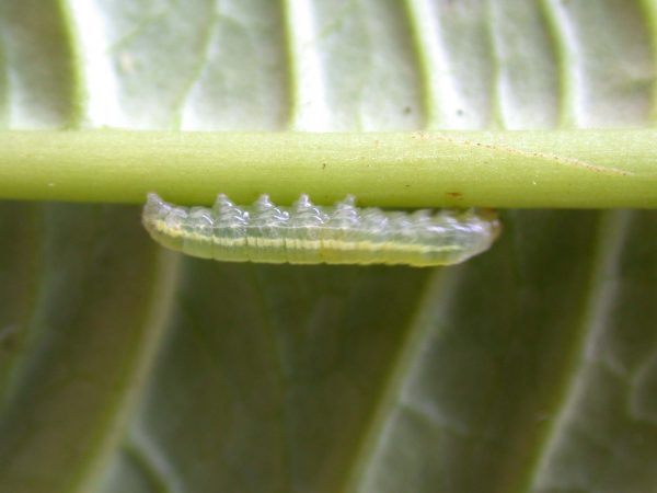 Godyris sp. 3rd instar, KRW-144