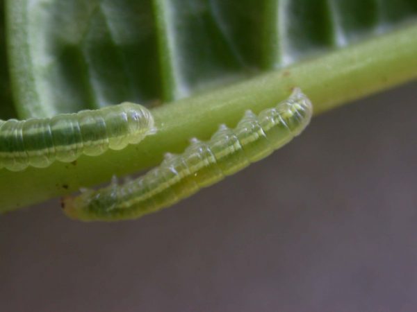 Godyris sp. 3rd instar, KRW-144
