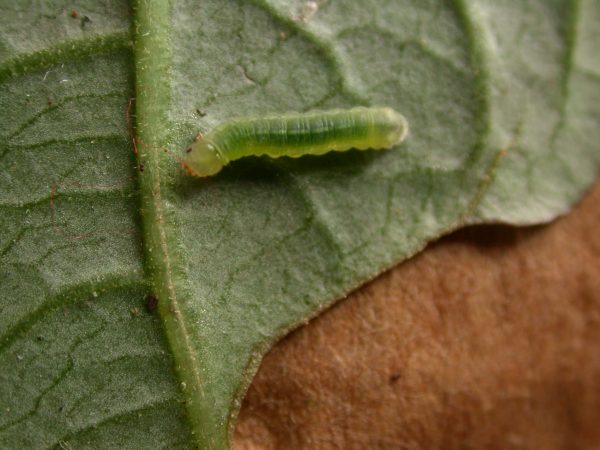 Godyris sp. 3rd instar, KRW-210