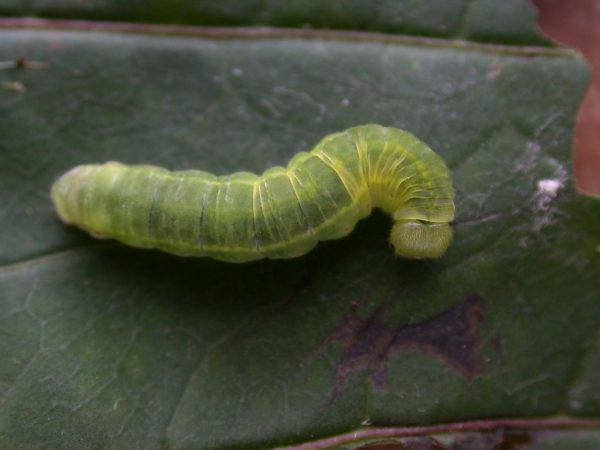 Godyris sp. 5th instar, KRW-144