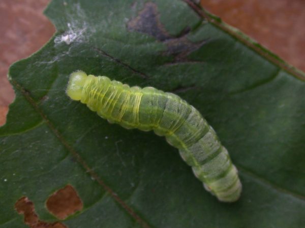 Godyris sp. 5th instar, KRW-144