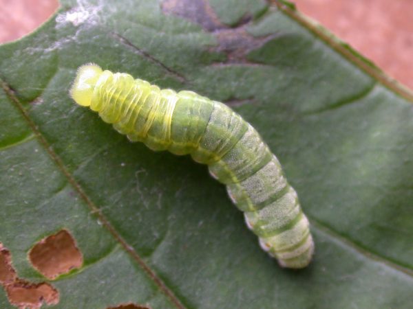 Godyris sp. 5th instar, KRW-144
