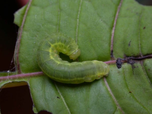 Godyris sp. 5th instar, KRW-144