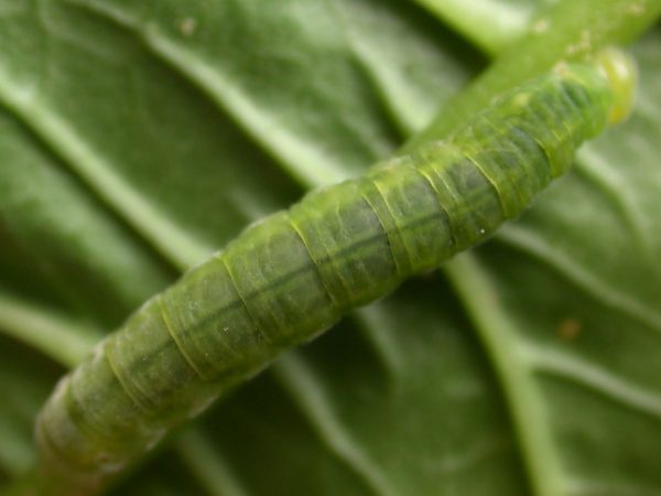 Godyris sp. 5th instar, KRW-144