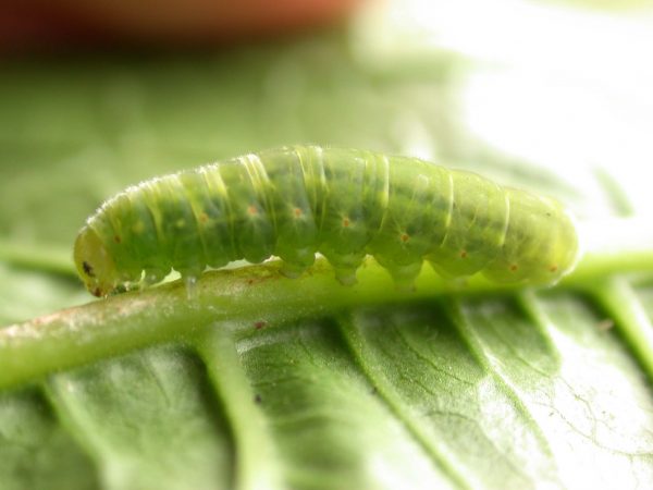 Godyris sp. 5th instar, KRW-144