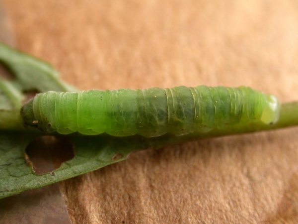 Godyris sp. 5th instar, KRW-144