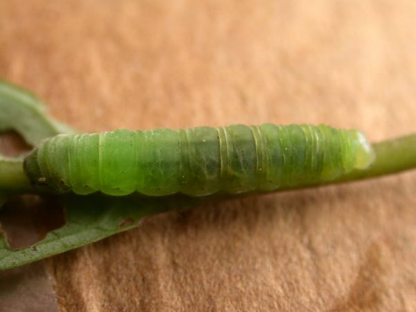 Godyris sp. 5th instar, KRW-144