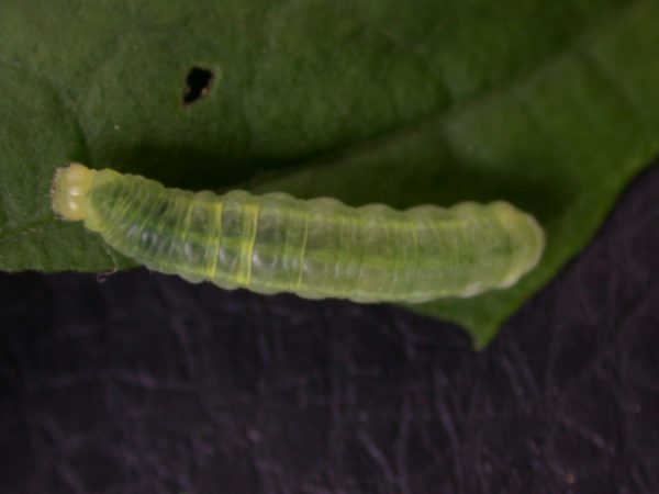 Godyris sp. 5th instar, KRW-158