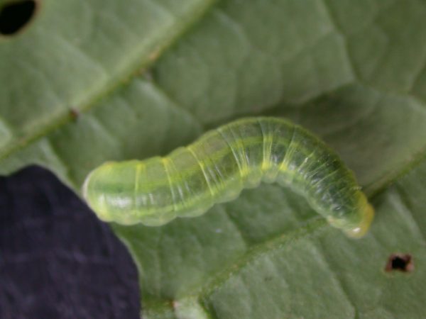 Godyris sp. 5th instar, KRW-158