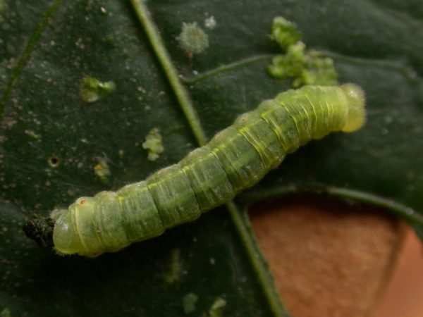 Godyris sp. 5th instar, KRW-210