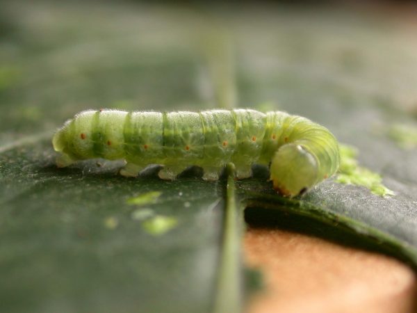 Godyris sp. 5th instar, KRW-210