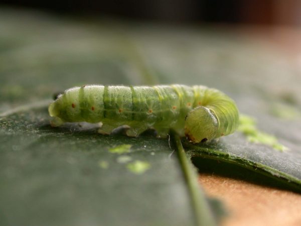 Godyris sp. 5th instar, KRW-210