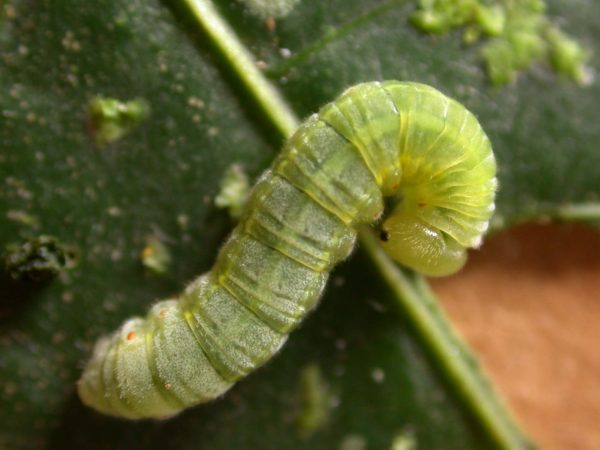 Godyris sp. 5th instar, KRW-210
