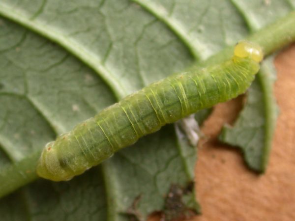 Godyris sp. 5th instar, KRW-210