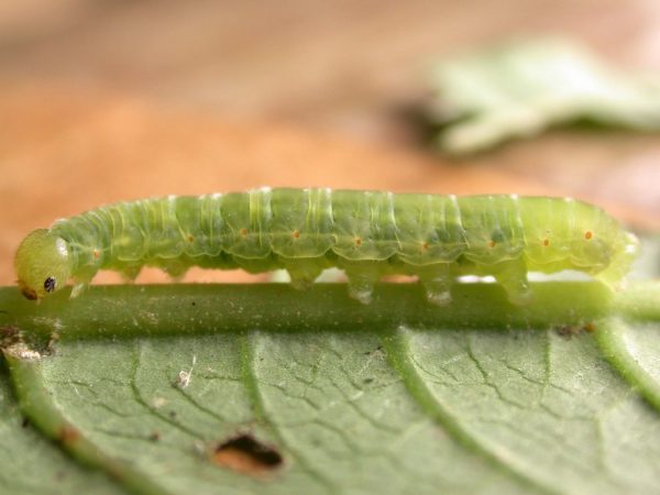 Godyris sp. 5th instar, KRW-210