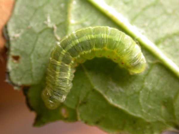 Godyris sp. 5th instar, KRW-282