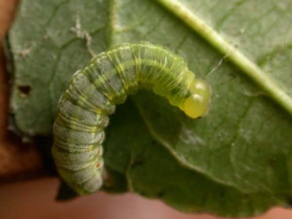 Godyris sp. 5th instar, KRW-282
