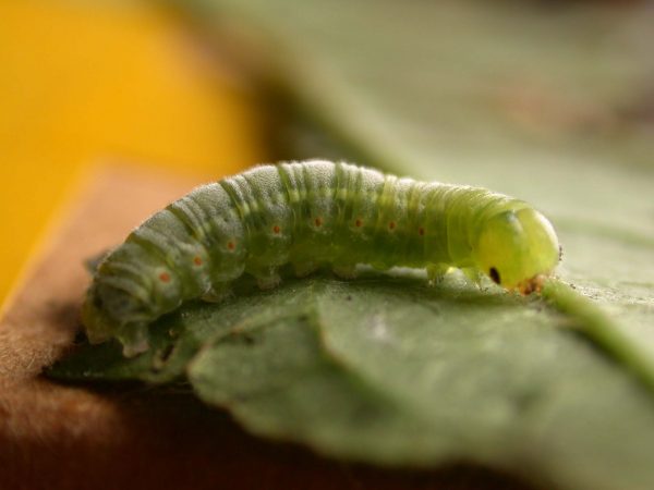 Godyris sp. 5th instar, KRW-282