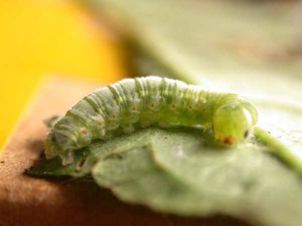 Godyris sp. 5th instar, KRW-282