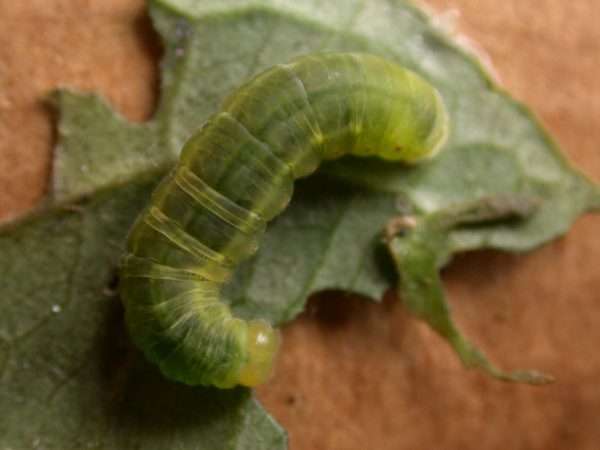 Godyris sp. 5th instar, KRW-282