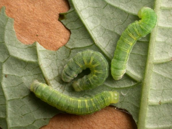 Godyris sp. 5th instar, KRW-292