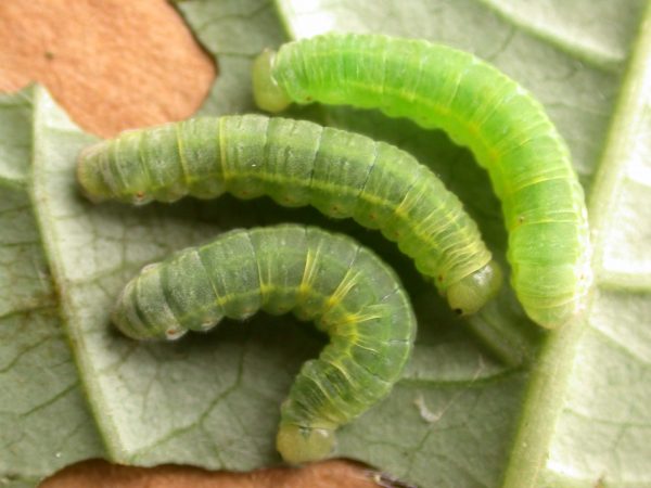 Godyris sp. 5th instar, KRW-292
