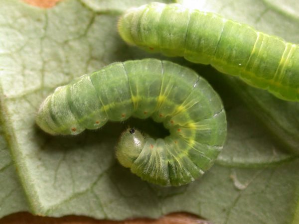 Godyris sp. 5th instar, KRW-292