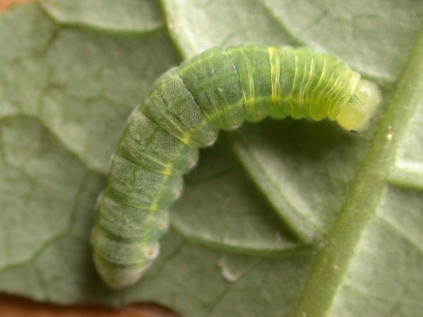 Godyris sp. 5th instar, KRW-292