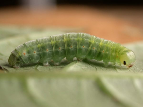 Godyris sp. 5th instar, KRW-292