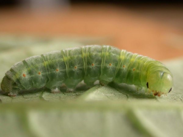 Godyris sp. 5th instar, KRW-292