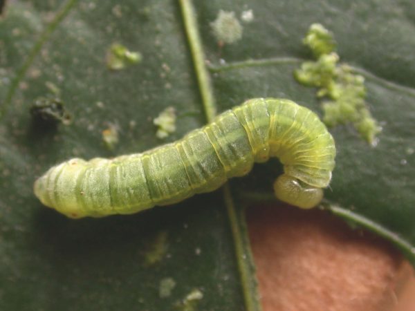Godyris sp. 5th instar, KRW-210