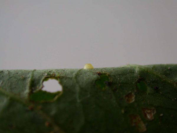 Godyris sp. egg, KRW-210