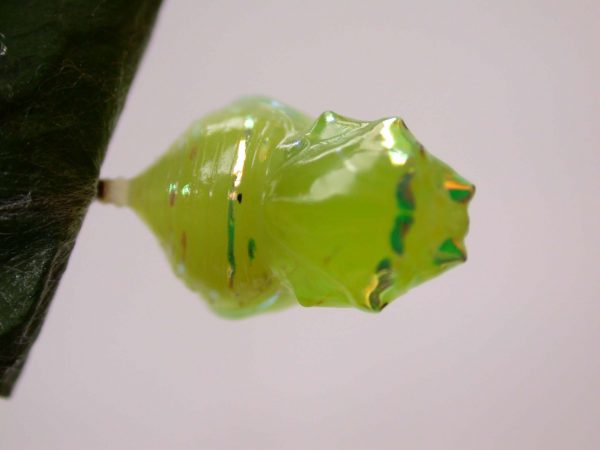 Godyris sp. pupa dorsal, KRW-282