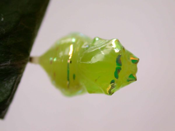 Godyris sp. pupa dorsal, KRW-282