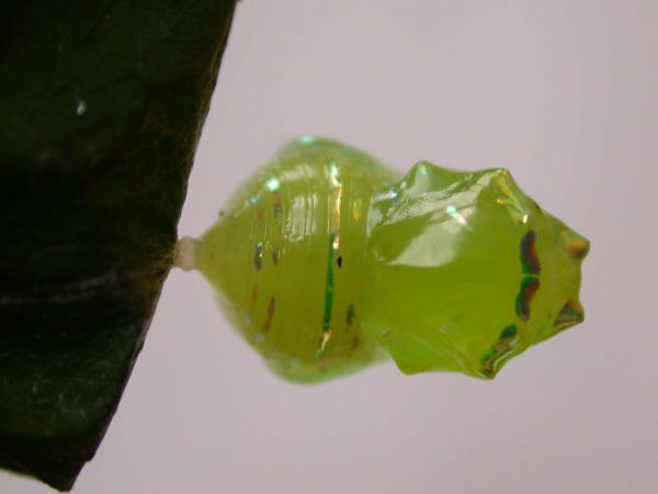 Godyris sp. pupa dorsal, KRW-282