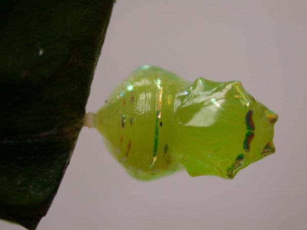 Godyris sp. pupa dorsal, KRW-282