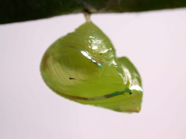 Godyris sp. pupa lateral, KRW-282