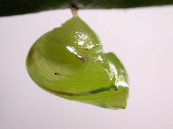 Godyris sp. pupa lateral, KRW-282