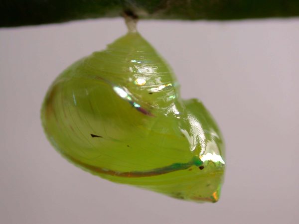 Godyris sp. pupa lateral, KRW-282