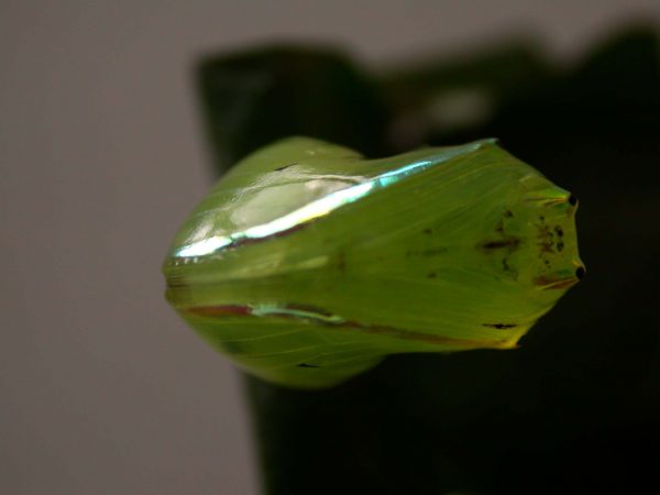 Godyris sp. pupa ventral, KRW-282