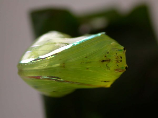 Godyris sp. pupa ventral, KRW-282